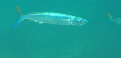 Hemiramphus brasiliensis