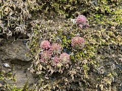 Monanthes polyphylla image