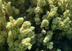 Porites rus