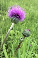 Cirsium canum