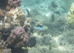 Rhinecanthus aculeatus