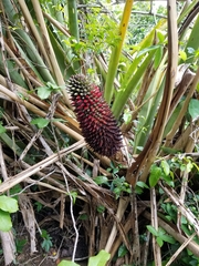 Aechmea sphaerocephala