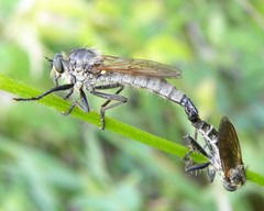 Dysmachus fuscipennis