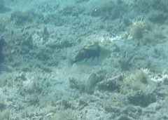 Rhinecanthus aculeatus