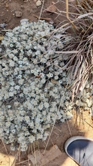 Helichrysum cerastioides