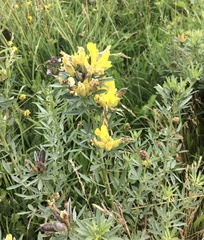 Chamaecytisus austriacus