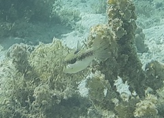Canthigaster bennetti
