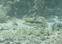 Canthigaster bennetti