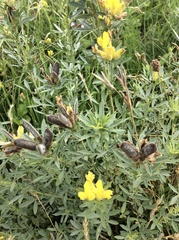 Chamaecytisus austriacus