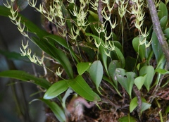 Anathallis linearifolia