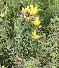 Chamaecytisus austriacus