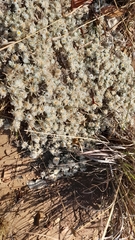 Helichrysum cerastioides