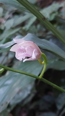 Phaius mishmensis