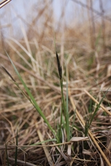 Carex pensylvanica