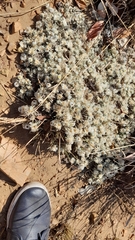 Helichrysum cerastioides