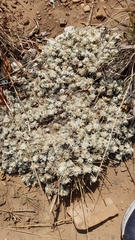 Helichrysum cerastioides