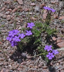 Glandularia venturii