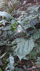 Phaius mishmensis
