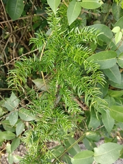 Asparagus racemosus
