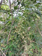 Asparagus racemosus