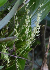 Anathallis linearifolia
