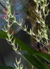 Anathallis linearifolia
