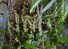 Anathallis linearifolia