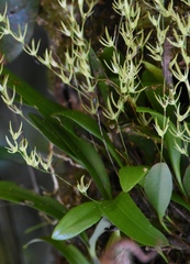 Anathallis linearifolia