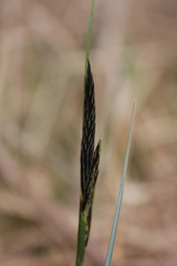 Carex pensylvanica