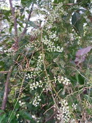 Asparagus racemosus