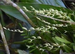 Anathallis linearifolia