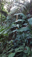 Phaius mishmensis