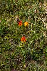 Kniphofia coddiana