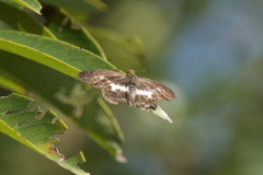 Gerosis phisara