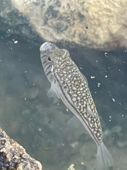 Torquigener pleurogramma