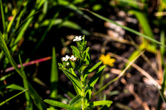 Lithospermum papillosum