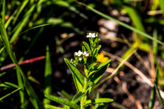 Lithospermum papillosum