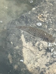 Torquigener pleurogramma