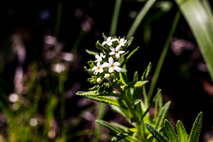 Lithospermum papillosum