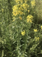 Erysimum odoratum