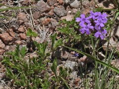 Glandularia venturii
