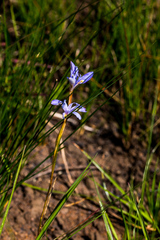 Moraea stricta