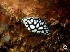 Phyllidiella pustulosa