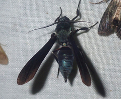 Phaeosphecia opaca