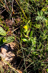Osteospermum grandidentatum