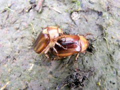 Rhizotrogus aestivus