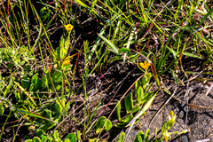 Osteospermum grandidentatum