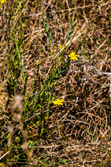 Osteospermum imbricatum