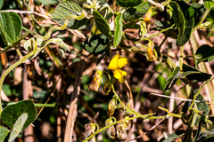 Rhynchosia caribaea