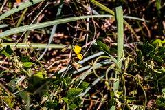 Rhynchosia caribaea